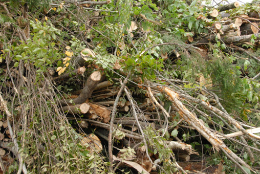 forestry biomass energy