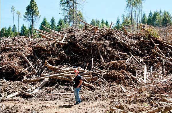 forestry raw materials for pelletizing 