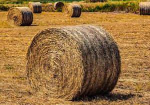 collecting straw