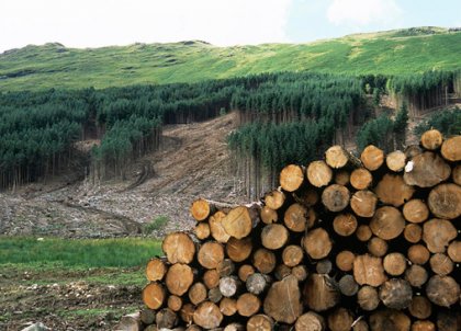 current situation of forest-based biomass materials